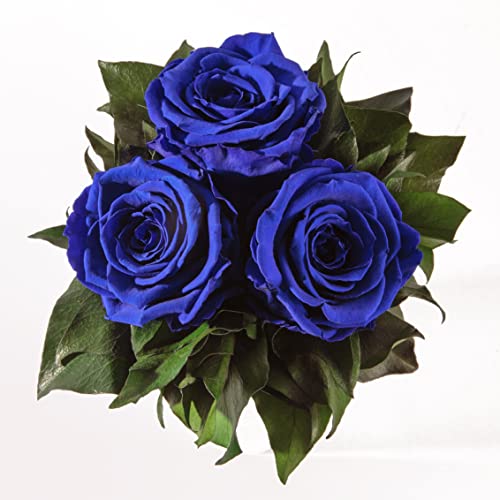ROSEMARIE SCHULZ Heidelberg Infinity Blumenstrauß echte konservierte Rosen Lange haltbar bis zu 3 Jahre (3 Rosen, Blau) von ROSEMARIE SCHULZ Heidelberg