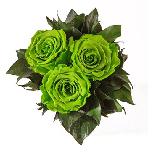 ROSEMARIE SCHULZ Heidelberg Infinity Blumenstrauß echte konservierte Rosen Lange haltbar bis zu 3 Jahre (3 Rosen, Grün) von ROSEMARIE SCHULZ Heidelberg