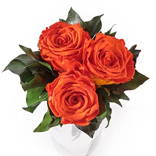 ROSEMARIE SCHULZ Heidelberg Infinity Blumenstrauß echte konservierte Rosen Lange haltbar bis zu 3 Jahre (3 Rosen, Orange) von ROSEMARIE SCHULZ Heidelberg