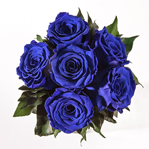 ROSEMARIE SCHULZ Heidelberg Infinity Blumenstrauß echte konservierte Rosen Lange haltbar bis zu 3 Jahre (6 Rosen, Blau) von ROSEMARIE SCHULZ Heidelberg