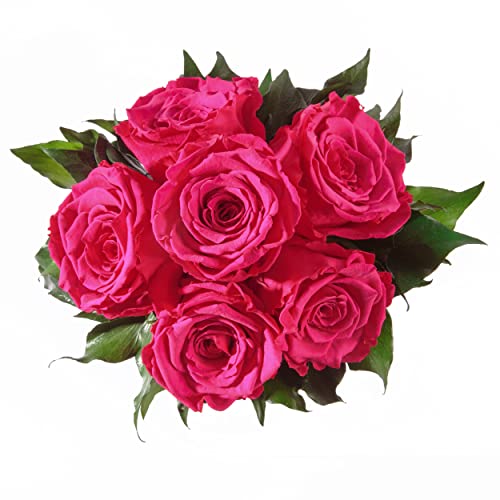 ROSEMARIE SCHULZ Heidelberg Infinity Blumenstrauß echte konservierte Rosen Lange haltbar bis zu 3 Jahre (6 Rosen, Pink) von ROSEMARIE SCHULZ Heidelberg