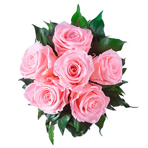 ROSEMARIE SCHULZ Heidelberg Infinity Blumenstrauß echte konservierte Rosen Lange haltbar bis zu 3 Jahre (6 Rosen, Rosa) von ROSEMARIE SCHULZ Heidelberg