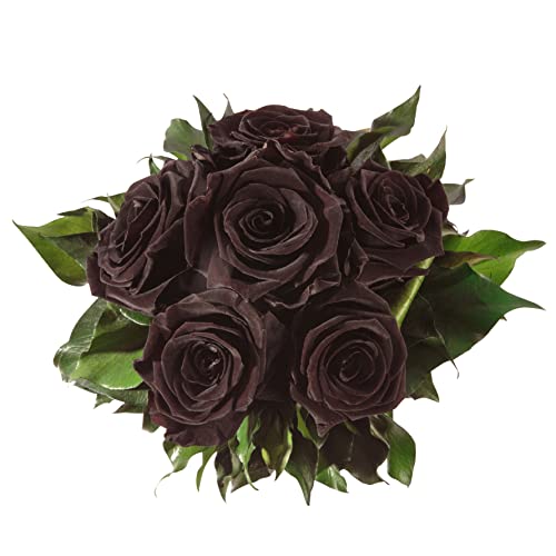 Infinity Blumenstrauß echte konservierte Rosen Lange haltbar bis zu 3 Jahre (6 Rosen, Schwarz) von ROSEMARIE SCHULZ Heidelberg