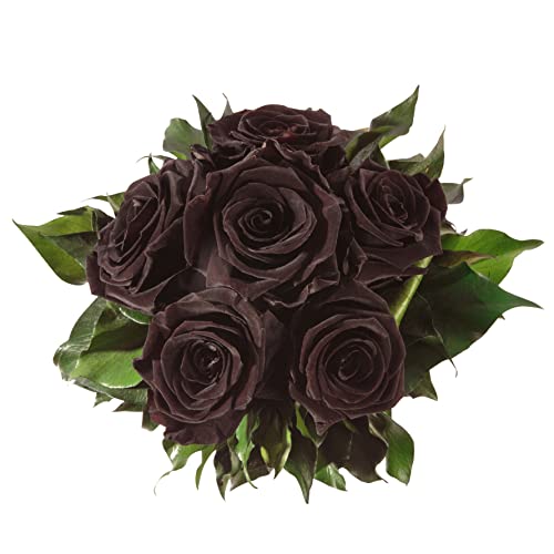 ROSEMARIE SCHULZ Heidelberg Infinity Blumenstrauß echte konservierte Rosen Lange haltbar bis zu 3 Jahre (6 Rosen, Schwarz) von ROSEMARIE SCHULZ Heidelberg