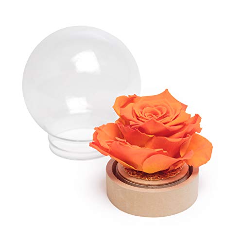 ROSEMARIE SCHULZ Heidelberg Infinity Rose im Glas die Schöne und das Biest echte konservierte Rose in Glaskugel (Large, Orange) von ROSEMARIE SCHULZ Heidelberg