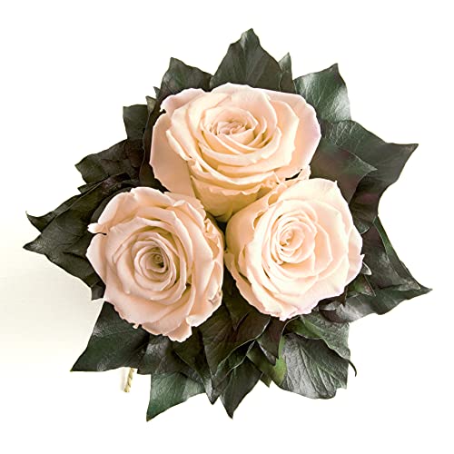 ROSEMARIE SCHULZ Heidelberg Infinity Rosenbox rund 3 echte Champagner Rosen in Vase aus Zimtstangen Lange haltbar 3 Jahre ROSEMARIE SCHULZ Heidelberg Infinity Rosenbox rund 3 echte Champagner Rosen in Vase aus Zimtstangen Lange haltbar 3 Jahre von ROSEMARIE SCHULZ Heidelberg