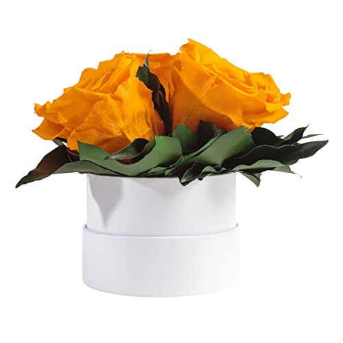 Infinity Rosenbox weiß rund konservierte Blumen Gelb - 3 Infinity Rosen Durchmesser 15 cm - Geschenk für Frauen (Gelb, Medium) von ROSEMARIE SCHULZ Heidelberg
