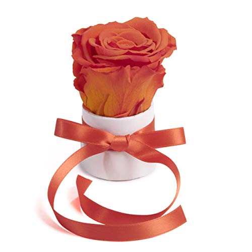 ROSEMARIE SCHULZ Heidelberg Kleine Rosenbox weiß rund Infinity Rose - Blumenbox 1 echte Blume konserviert haltbar 3 Jahre Höhe ca. 8 cm - keines Geschenk für Frauen (Weiß-Orange) von ROSEMARIE SCHULZ Heidelberg