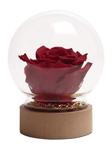 ROSEMARIE SCHULZ Heidelberg Rose im Glas Dunkelrot Rund die Schöne und das Biest echte Infinity Rose in Glasglocke (Medium, Burgundy) von ROSEMARIE SCHULZ Heidelberg