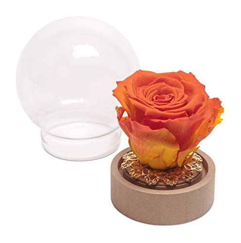 ROSEMARIE SCHULZ Heidelberg Rose im Glas ewige Blume Orange Rund die Schöne und das Biest echte langhaltende Rose mit Glaskuppel (Medium, Orange) von ROSEMARIE SCHULZ Heidelberg