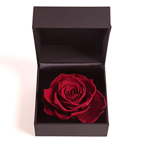 ROSEMARIE SCHULZ Heidelberg Rosenbox 1 Infinity Rose Dunkelrot konserviert - 11x11cm Ringdose mit Blumen Deckel Füllmaterial Rose (Bordeaux) von ROSEMARIE SCHULZ Heidelberg