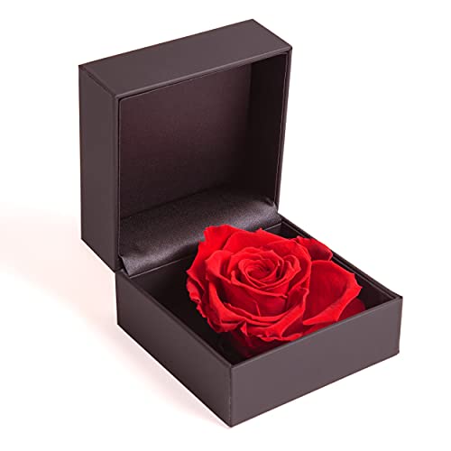 ROSEMARIE SCHULZ Heidelberg Rosenbox 1 Infinity Rose Rot konserviert - 11x11cm Ringdose mit Blumen Deckel (Rot) von ROSEMARIE SCHULZ Heidelberg