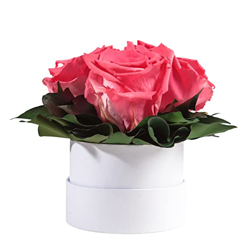 ROSEMARIE SCHULZ Heidelberg Infinity Rosenbox weiß rund konservierte Blumen Korall - 3 Infinity Rosen Durchmesser 15 cm - Geburstag Geschenk für Frauen (Korall, Medium) von ROSEMARIE SCHULZ Heidelberg