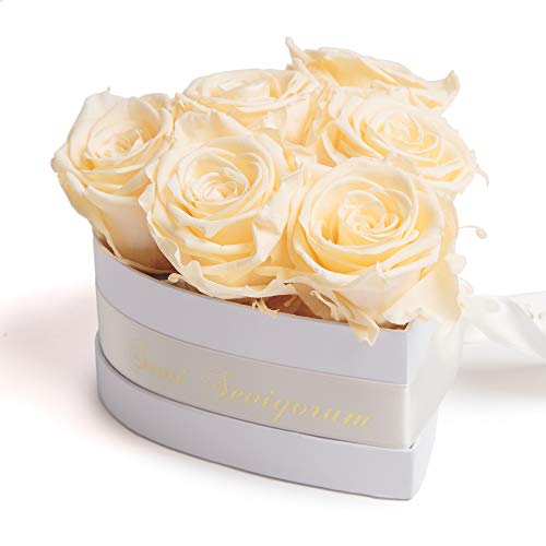 ROSEMARIE SCHULZ Heidelberg Rosenherz Infinity Rosenbox in Herzform haltbare Rosen in Schachtel Geschenk für Frauen (Seni Seviyorum, Beige) von ROSEMARIE SCHULZ Heidelberg