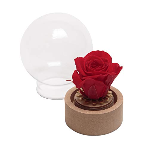 ROSEMARIE SCHULZ Heidelberg Unvergängliche Mini-Rose im Glas Blau Rund die Schöne und das Biest echte langhaltende Rose mit Glashaube rund (Small, Rot) von ROSEMARIE SCHULZ Heidelberg