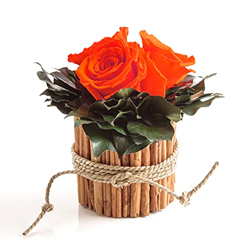 ROSEMARIE SCHULZ Heidelberg Rosenbox rund 3 echte Infinity Rosen Orange in Vase aus Zimtstangen Lange haltbar 3 Jahre (Orange, 3 Rosen) von ROSEMARIE SCHULZ Heidelberg