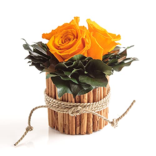 ROSEMARIE SCHULZ Heidelberg Rosenbox rund 3 echte Infinity Rosen in Vase aus Zimtstangen Lange haltbar 3 Jahre (Gelb, 3 Rosen) von ROSEMARIE SCHULZ Heidelberg