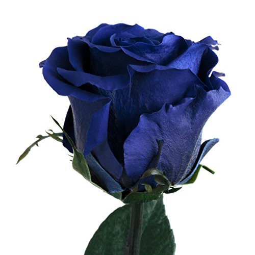 Infinity Rose Blau - haltbar 3 Jahre echte Rosen konserviert mit Stiel 45-50cm lang in Box - unendliche Rosen haltbar für Damen Geschenke mit blauen Augen und für blaue Blumenvase (Blau) von ROSEMARIE SCHULZ Heidelberg