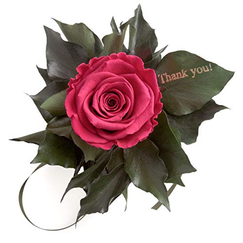 Ewige Rose Rosenstrauß konserviert mit Goldschrift Thank you und Rosenduft 3 Jahre haltbar ROSEMARIE SCHULZ® (Pink) von ROSEMARIE SCHULZ