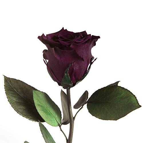 Infinity Rose Dunkel-Violett - 45-50cm haltbare Rosen bis zu 3 Jahre - zum Verschenken und zum Dekorieren für Geschenkideen für Männer zum Geburtstag Infinity Rosen Geschenk Mann (Dunkelviolett) von ROSEMARIE SCHULZ Heidelberg