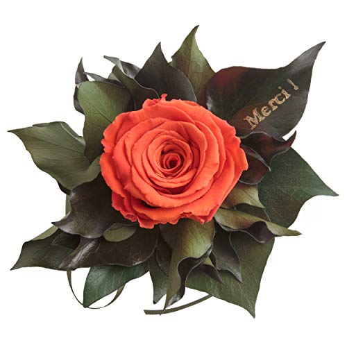 Ewige Rose konserviert Rosenstrauß mit Goldschrift"Merci" 3 Jahre haltbar Danksagung Gastgeschenk ROSEMARIE SCHULZ® (Orange) von ROSEMARIE SCHULZ