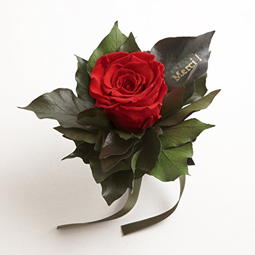 Ewige Rose konserviert Rosenstrauß mit Goldschrift "Merci" 3 Jahre haltbar Danksagung Gastgeschenk ROSEMARIE SCHULZ® (Rot) von ROSEMARIE SCHULZ