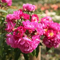 ROSEN TANTAU Blühpflanze »Perennial Blue«, Blüte: violett - lila ROSEN TANTAU Blühpflanze »Perennial Blue«, Blüte: violett - lila von ROSEN TANTAU