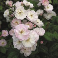 ROSEN TANTAU Blühpflanze »Perennial Blush«, Blüte: weiß - weiss von ROSEN TANTAU