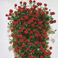 ROSEN TANTAU Blühpflanze »Santana«, Blüte: dunkelrot ROSEN TANTAU Blühpflanze »Santana«, Blüte: dunkelrot von ROSEN TANTAU