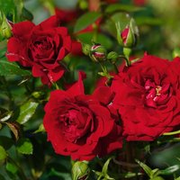 ROSEN TANTAU Blühpflanze »Starlet Natalie«, Blüte: rot ROSEN TANTAU Blühpflanze »Starlet Natalie«, Blüte: rot von ROSEN TANTAU