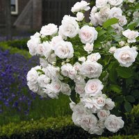 ROSEN TANTAU Bodendeckerrose Rosa hybride »Aspirin« - weiss ROSEN TANTAU Bodendeckerrose Rosa hybride »Aspirin« - weiss von ROSEN TANTAU