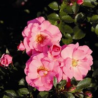 ROSEN TANTAU Bodendeckerrose Rosa hybride »Mirato« ROSEN TANTAU Bodendeckerrose Rosa hybride »Mirato« von ROSEN TANTAU