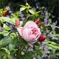 ROSEN TANTAU Edelrose, Rosa x hybride »Schöne Maid«, Blüte: rosa, gefüllt von ROSEN TANTAU