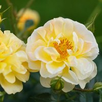 ROSEN TANTAU Kleinstrauchrose Rosa hybride »Bienenweide« ROSEN TANTAU Kleinstrauchrose Rosa hybride »Bienenweide« von ROSEN TANTAU