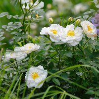 ROSEN TANTAU Kleinstrauchrose Rosa hybride »Bienenweide« ROSEN TANTAU Kleinstrauchrose Rosa hybride »Bienenweide« von ROSEN TANTAU