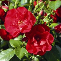 ROSEN TANTAU Strauchrose, Rosa x hybride »Paprika«, Blüte: rot, gefüllt von ROSEN TANTAU