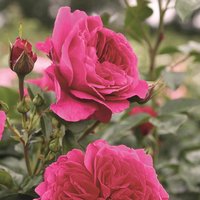 ROSEN TANTAU Strauchrose, Rosa x hybride »Soul®«, Blüte: violett, gefüllt - lila von ROSEN TANTAU