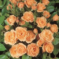 ROSEN TANTAU Zwergrose Rosa hybride »Apricot Clementine« - orange von ROSEN TANTAU