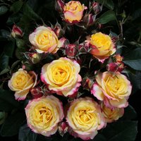 ROSEN TANTAU Zwergrose Rosa hybride »Clementine« - gelb ROSEN TANTAU Zwergrose Rosa hybride »Clementine« - gelb von ROSEN TANTAU
