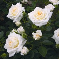 ROSEN TANTAU Zwergrose Rosa hybride »Honeymilk« - weiss von ROSEN TANTAU