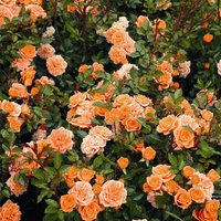 ROSEN TANTAU Zwergrose Rosa hybride »Ninetta« - orange von ROSEN TANTAU