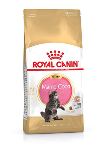 Royal Canin Katzenfutter Feline Kitten Maine Coon 36, 10 kg, 1er Pack (1 x 10 kg) von ROYAL CANIN