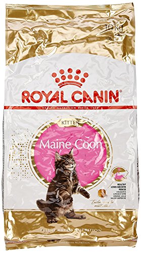 Royal Canin Katzenfutter Feline Kitten Maine Coon 36, 10 kg, 1er Pack (1 x 10 kg) von Royal Canin