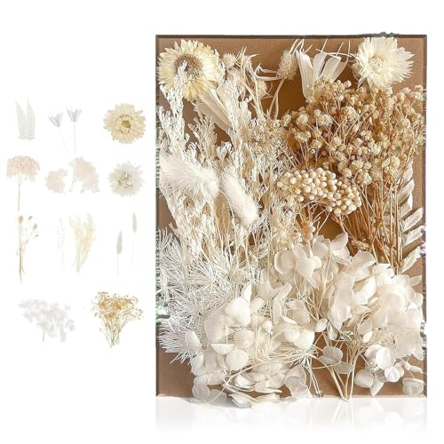 Getrocknete Blumen, Trockenblumen zum Basteln Natürliche Klein Trockenblumen Deko Dried Flowers für Kunst DIY Harz Scrapbooking Handwerk Karten Machen(Weiß) von RPHONGHONG