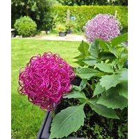 Wunderschönes Allium Drahtblume Gartenstecker Sonnenfänger Perlen Unikat Geschenk Wunderschönes Allium Drahtblume Gartenstecker Sonnenfänger Perlen Unikat Geschenk von RSkreativRosiStiller