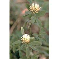 Alexandrinerklee Trifolium alexandrinum miriam 1 kg Leguminosen Klee Saat Kleesa Alexandrinerklee Trifolium alexandrinum miriam 1 kg Leguminosen Klee Saat Kleesa von RUDLOFF