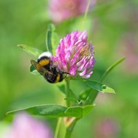 Rudloff - Rotklee Trifolium pratense 1 kg Kleesamen Leguminose Futterbau Gründünger von RUDLOFF