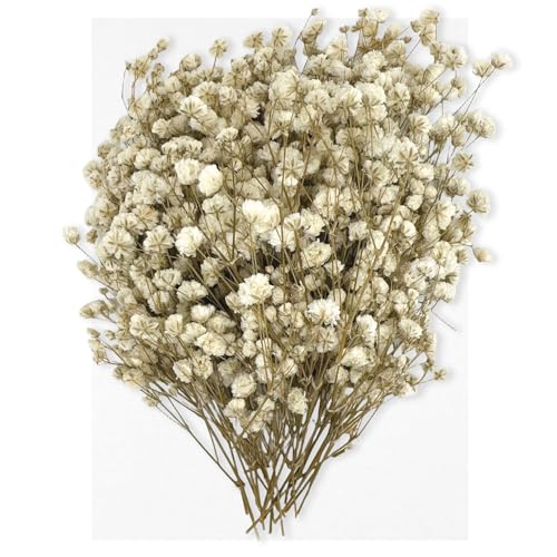 130 Stück getrocknete Schleierkrautblüten, weiße Schleierkrautblüten für DIY-Kunst, Kunstharz, Scrapbooking, Schmuckherstellung, Blumendekorationen von RUGBOL