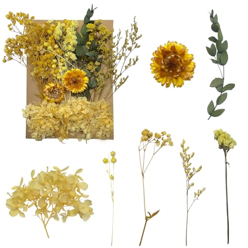 Getrocknete Blumen, gepresste Blumen, Trockenblumen, getrocknete Blumen, Basteln für Heimwerker, Kunstharz, Scrapbooking, Schmuckherstellung, Blumendekorationen(Gelb) von RUGBOL