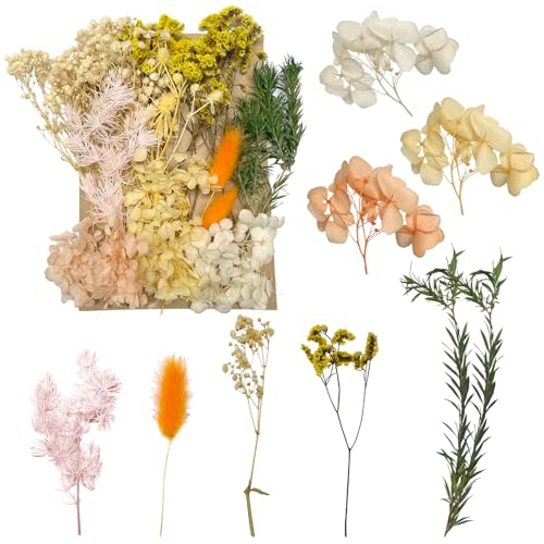 Getrocknete Blumen, gepresste Blumen, Trockenblumen, getrocknete Blumen, Basteln für Heimwerker, Kunstharz, Scrapbooking, Schmuckherstellung, Blumendekorationen(Gelb und Weiß) von RUGBOL